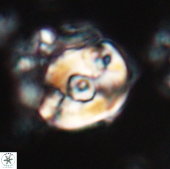 Zygodiscus selahattinkanlii 23093