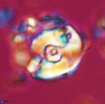 Zygodiscus selahattinkanlii 23094