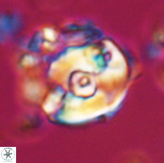Zygodiscus selahattinkanlii 23094