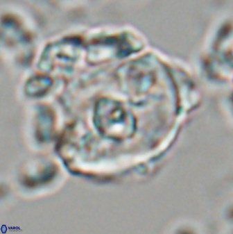 Zygodiscus selahattinkanlii 23095