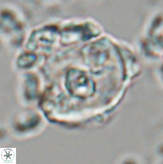 Zygodiscus selahattinkanlii 23095