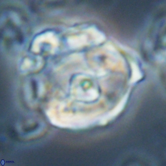 Zygodiscus selahattinkanlii 23096