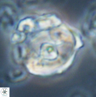 Zygodiscus selahattinkanlii 23096