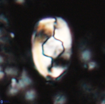 Zygodiscus selahattinkanlii 23105