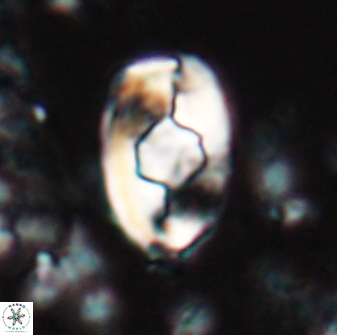 Zygodiscus selahattinkanlii 23105