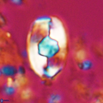 Zygodiscus selahattinkanlii 23106