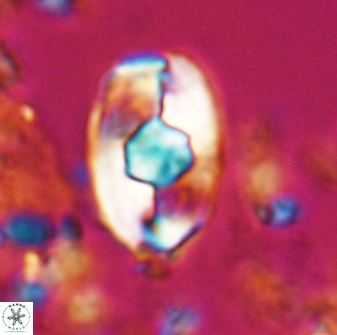 Zygodiscus selahattinkanlii 23106