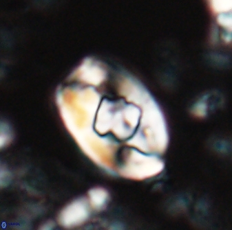 Zygodiscus selahattinkanlii 23108
