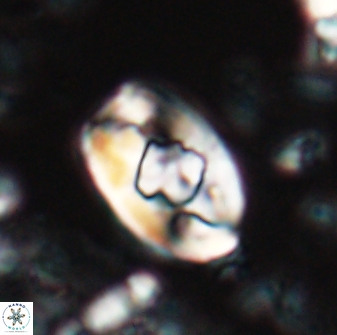Zygodiscus selahattinkanlii 23108