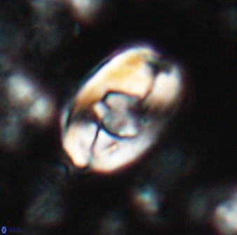 Zygodiscus selahattinkanlii 23109