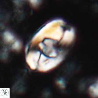 Zygodiscus selahattinkanlii 23109