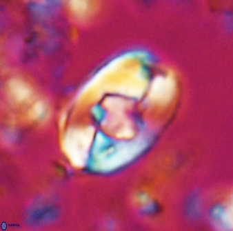 Zygodiscus selahattinkanlii 23110