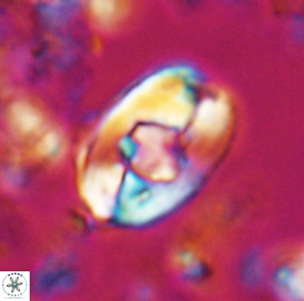 Zygodiscus selahattinkanlii 23110