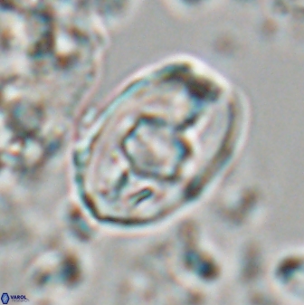 Zygodiscus selahattinkanlii 23111