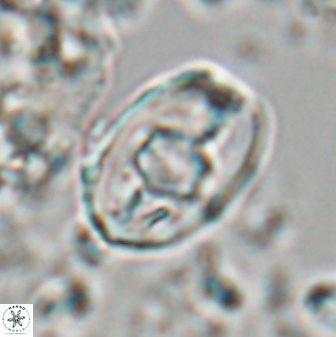 Zygodiscus selahattinkanlii 23111