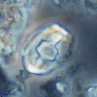 Zygodiscus selahattinkanlii 23112