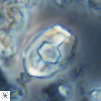 Zygodiscus selahattinkanlii 23112