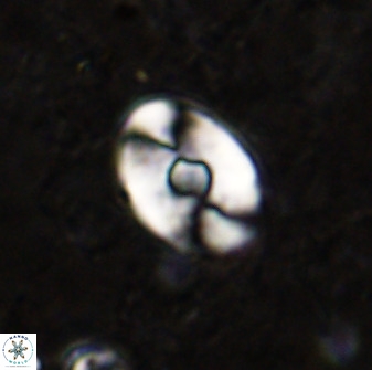 Zygodiscus sheldoniae 49707