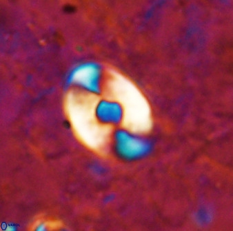 Zygodiscus sheldoniae 49708