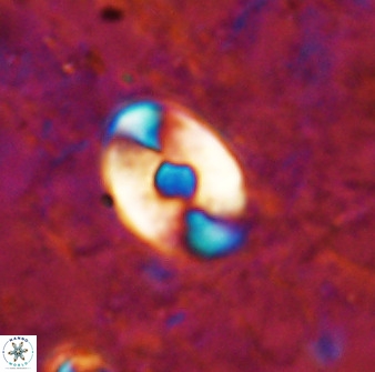 Zygodiscus sheldoniae 49708