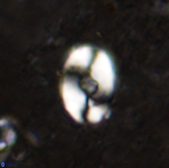 Zygodiscus sheldoniae 49709