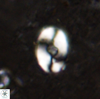 Zygodiscus sheldoniae 49709