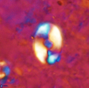 Zygodiscus sheldoniae 49710