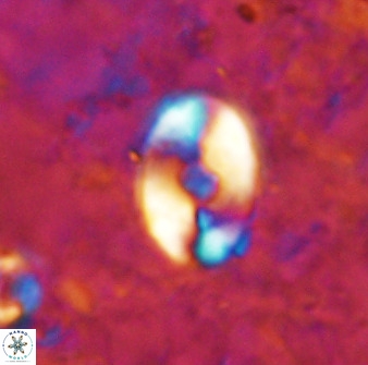 Zygodiscus sheldoniae 49710