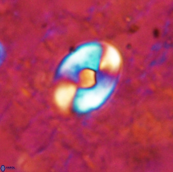 Zygodiscus sheldoniae 49711