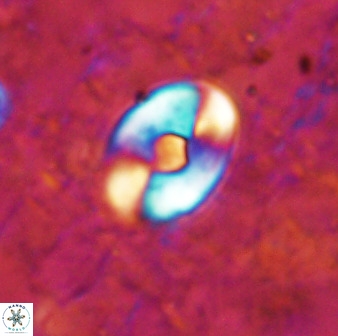Zygodiscus sheldoniae 49711