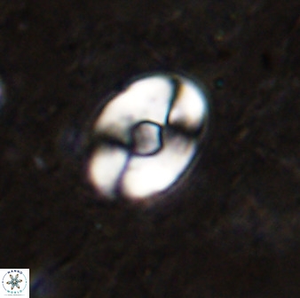 Zygodiscus sheldoniae 49712