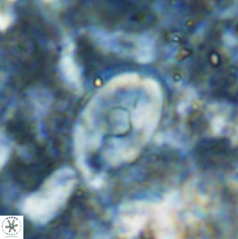 Zygodiscus sheldoniae 49714