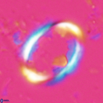 Zygodiscus skoteinigefyra 25114
