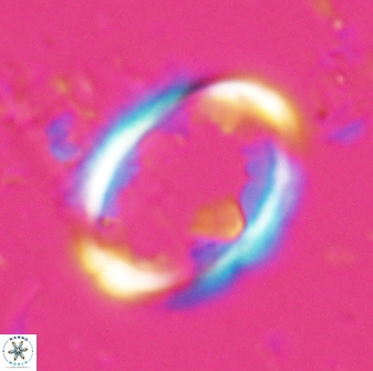 Zygodiscus skoteinigefyra 25114