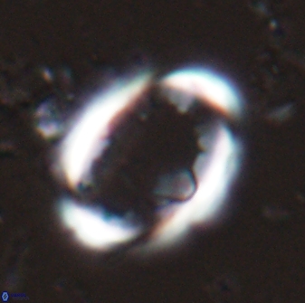 Zygodiscus skoteinigefyra 25115