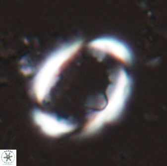 Zygodiscus skoteinigefyra 25115