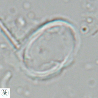 Zygodiscus skoteinigefyra 25116