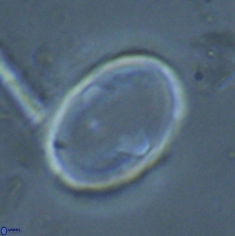 Zygodiscus skoteinigefyra 25117