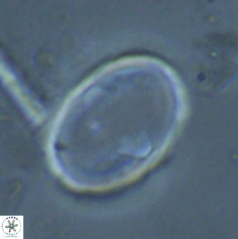 Zygodiscus skoteinigefyra 25117