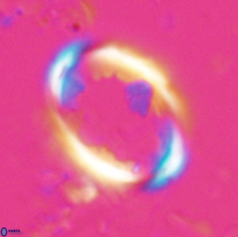 Zygodiscus skoteinigefyra 25110