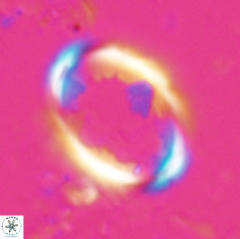 Zygodiscus skoteinigefyra 25110