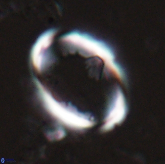 Zygodiscus skoteinigefyra 25111