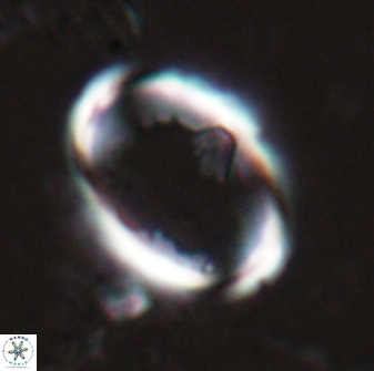 Zygodiscus skoteinigefyra 25111