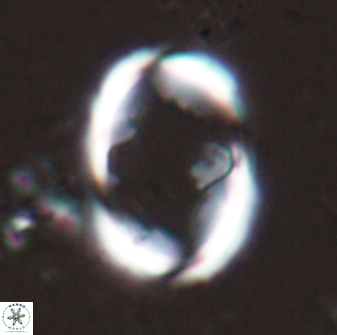 Zygodiscus skoteinigefyra 25112