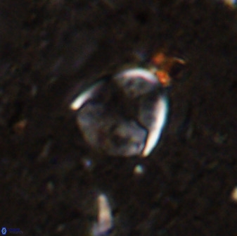 Zygodiscus skoteinigefyra 49846
