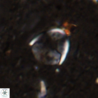 Zygodiscus skoteinigefyra 49846