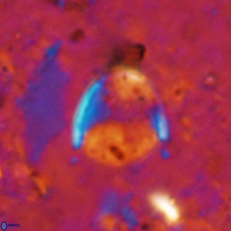 Zygodiscus skoteinigefyra 49848