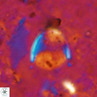 Zygodiscus skoteinigefyra 49848