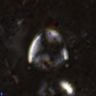 Zygodiscus skoteinigefyra 49849