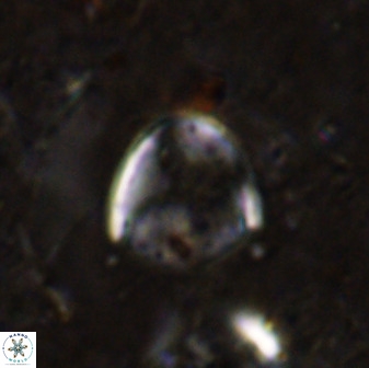 Zygodiscus skoteinigefyra 49849